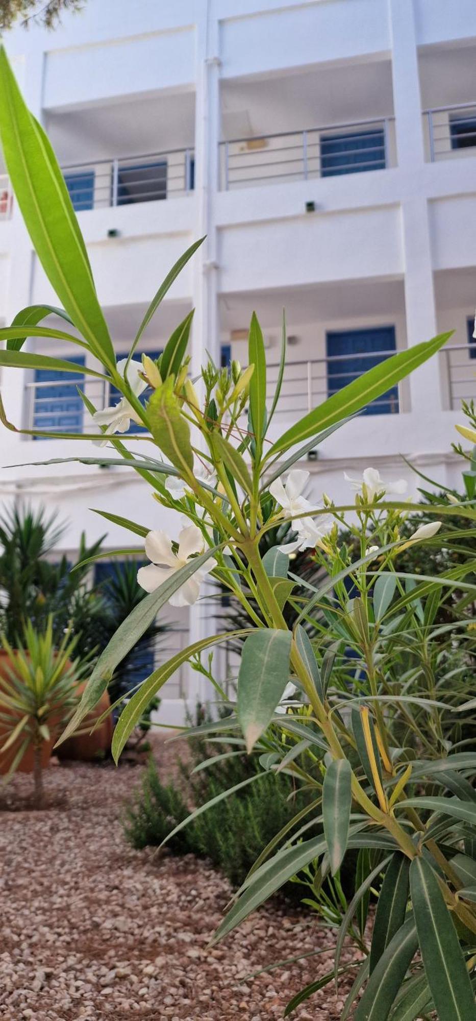 Apartamentos Costamar II إس بويولس المظهر الخارجي الصورة